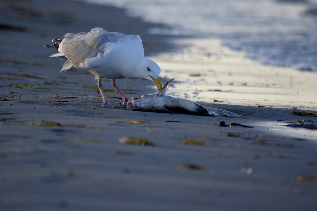 Image - beach life seagull food intake bird