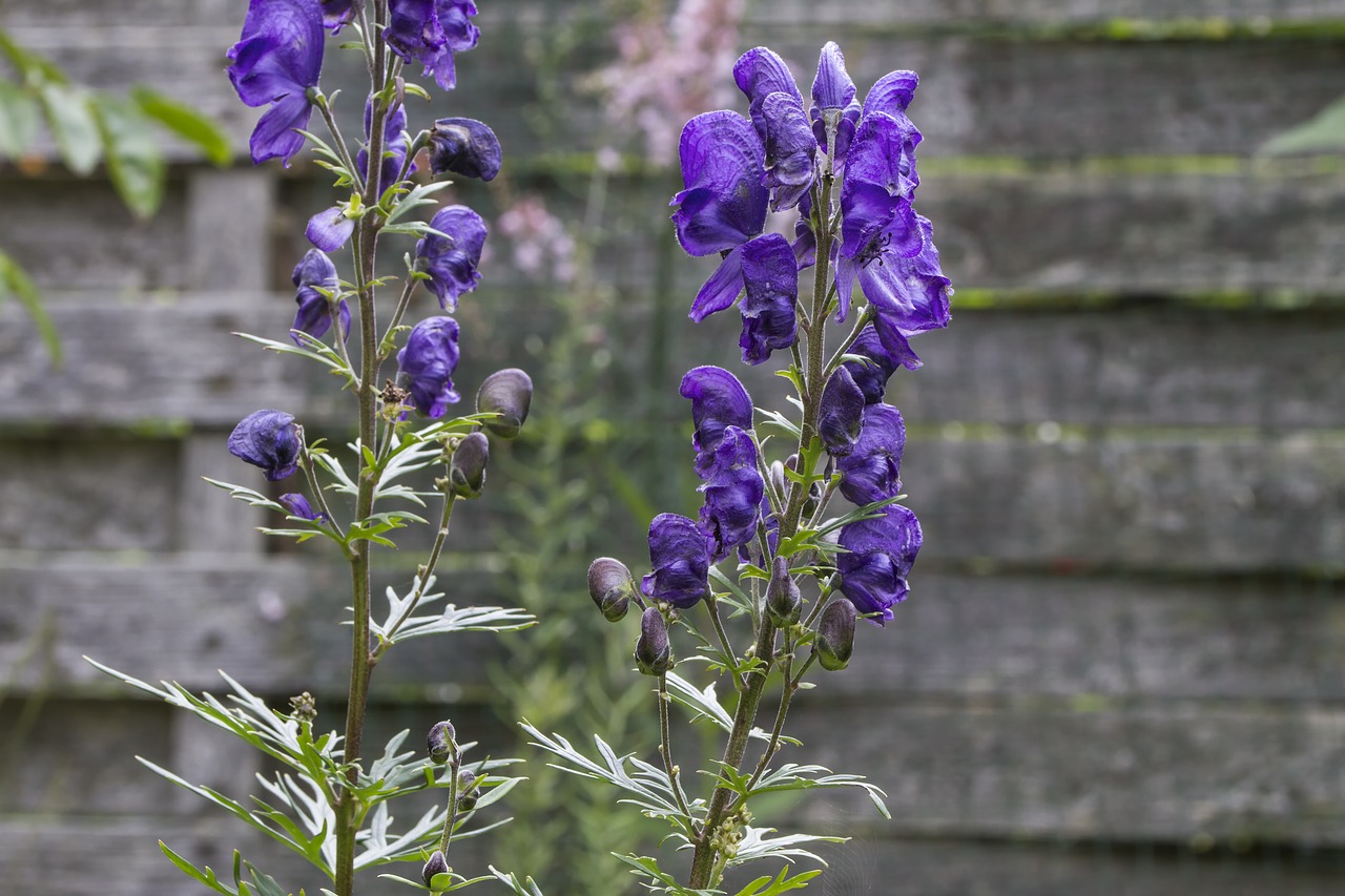 Image - monkshood blue dark purple purple