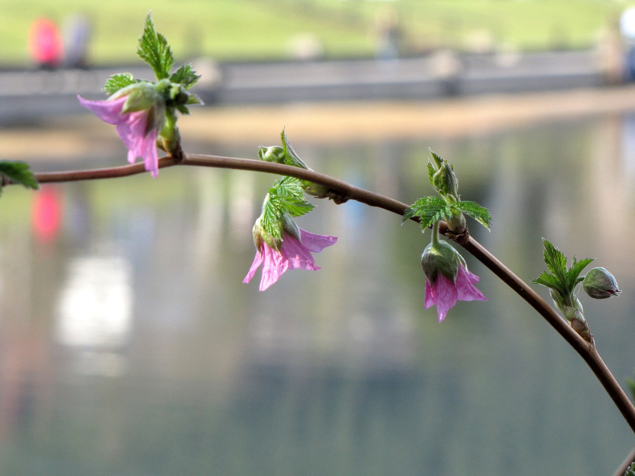 Image - british columbia coquitlam