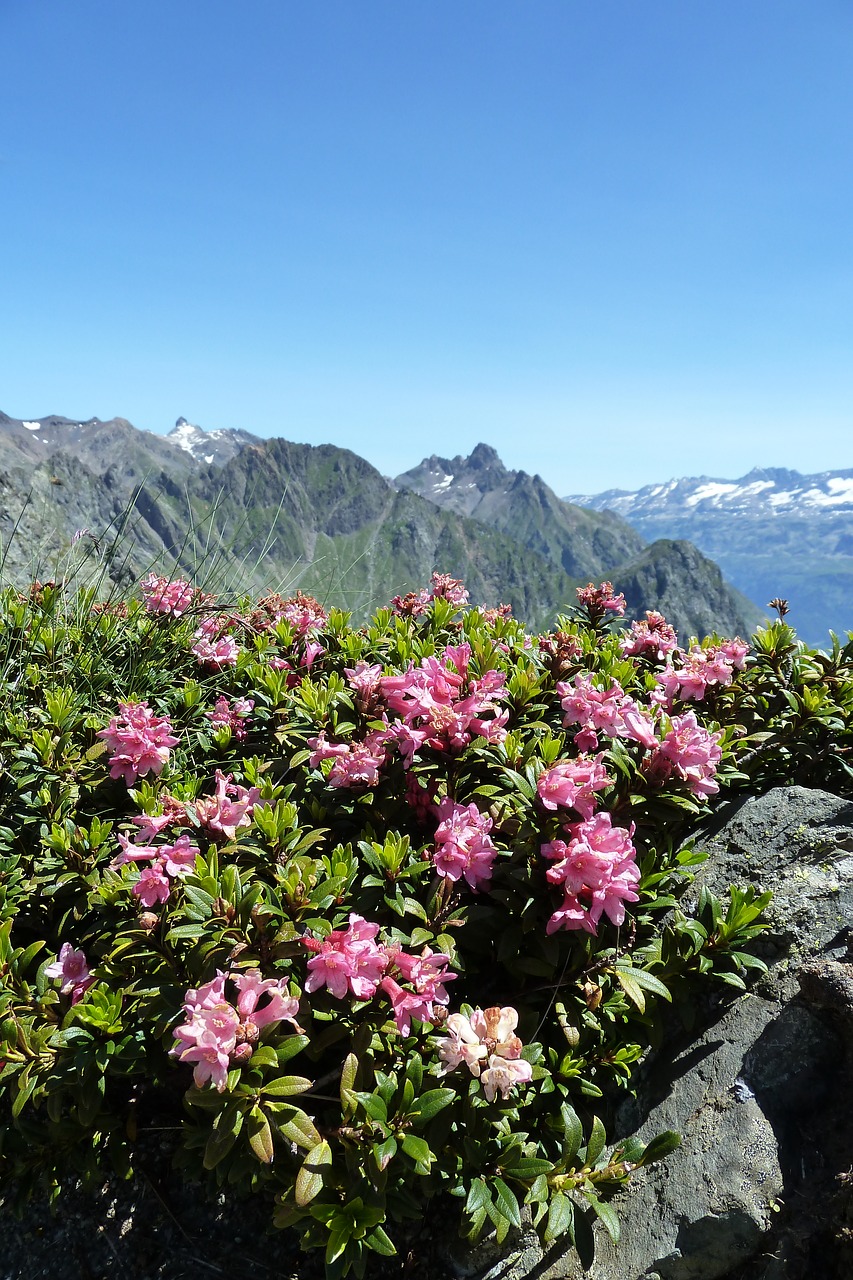 Image - rhododendron belladonna mountain