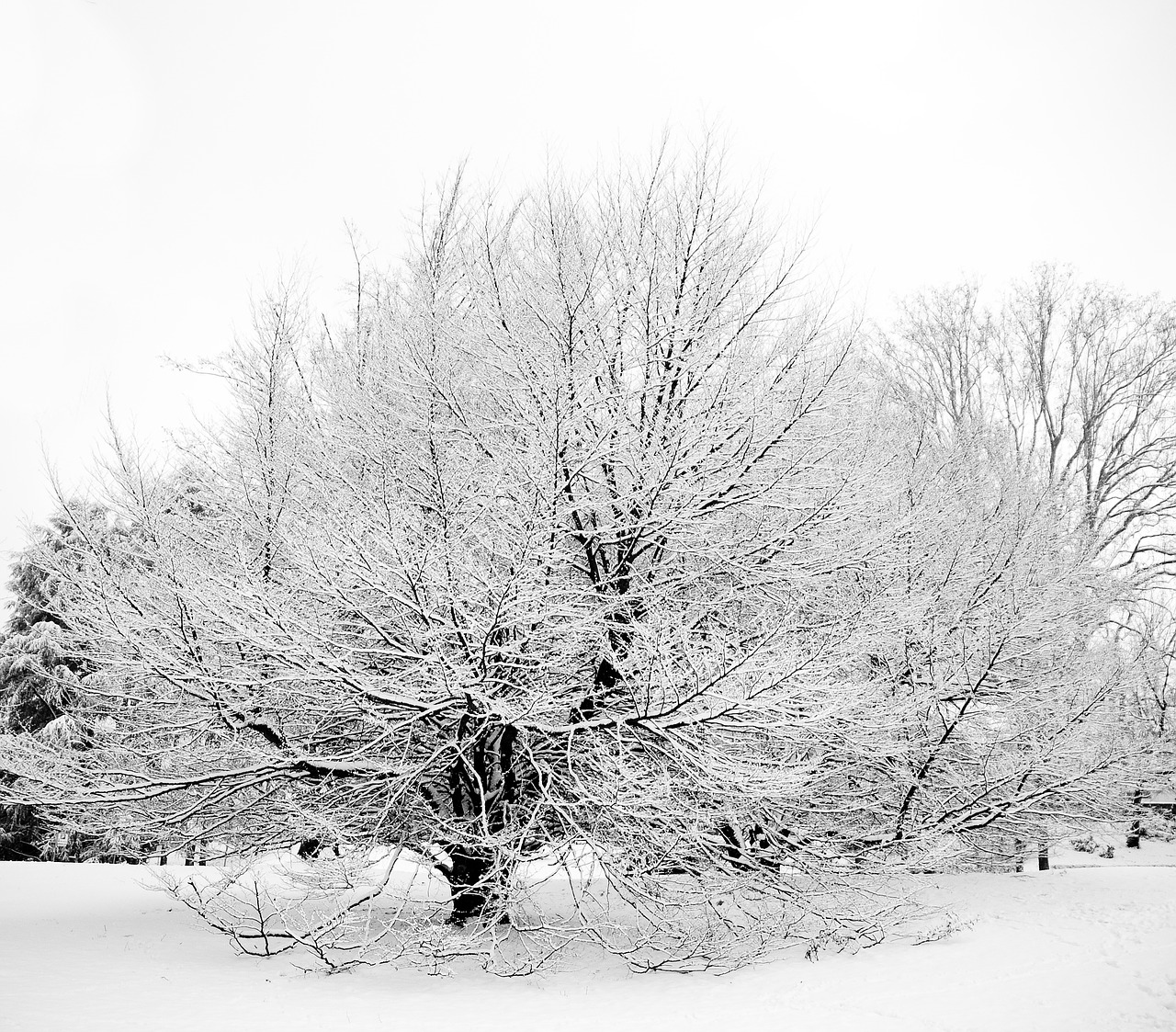 Image - snow tree italy torino turin