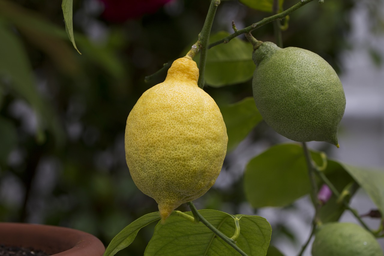 Image - lemon citrus fruit lemon tree food