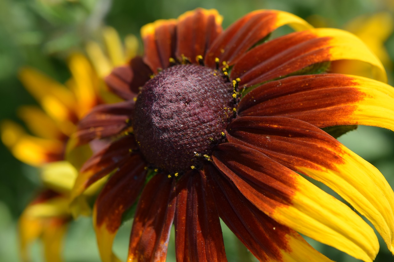 Image - cool flower macro flower