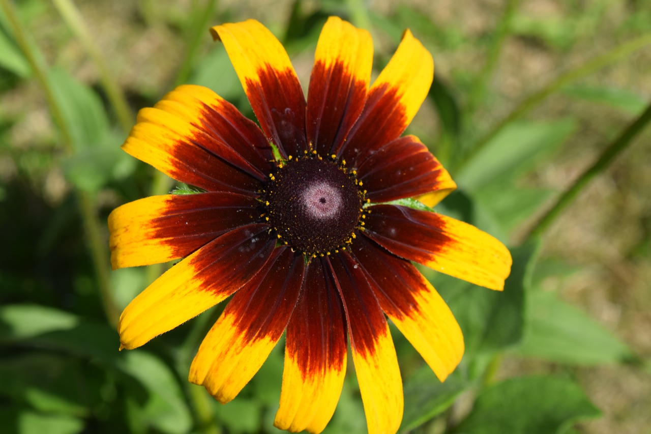 Image - cool flower macro flower