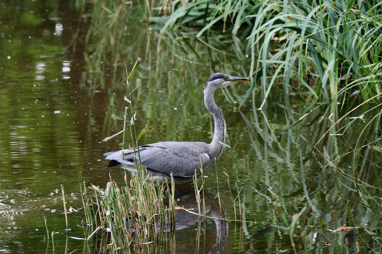 Image - heron grey heron bird eastern