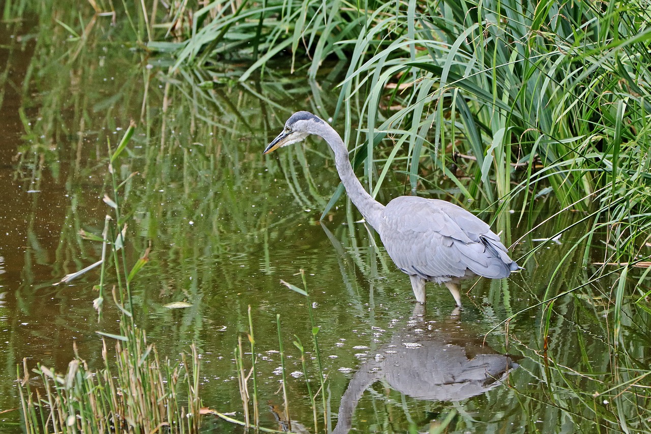 Image - heron grey heron bird eastern