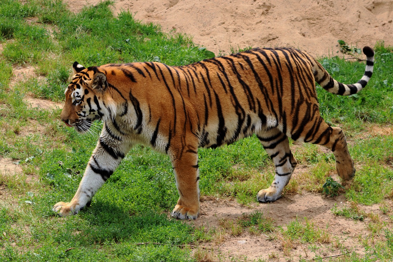 Image - tiger siberian tiger zoo predator