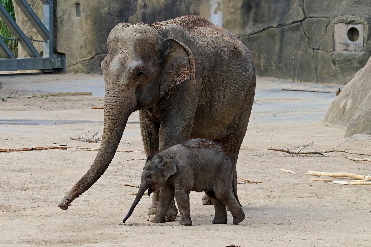 Image - elephant baby elephant proboscis