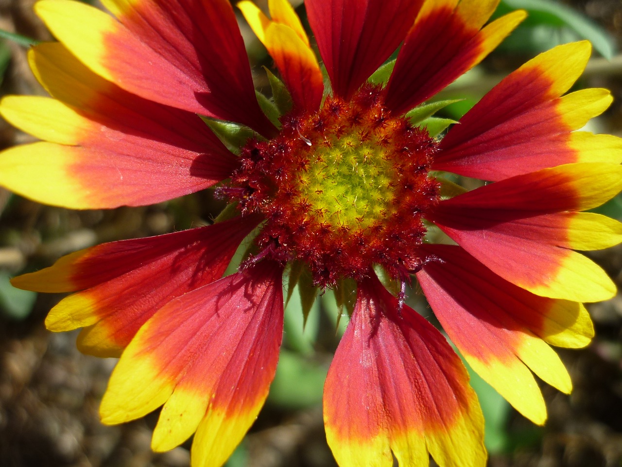 Image - mädchenauge nature colorful flower