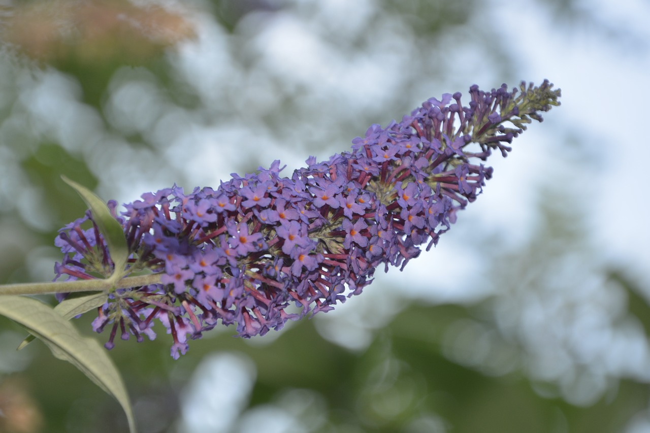 Image - buddleia butterfly purple violet