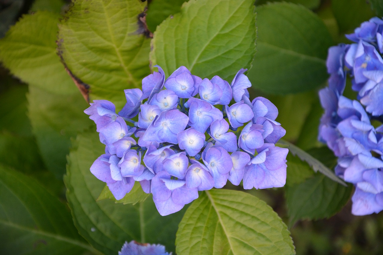 Image - hydrangea flowers petals blue