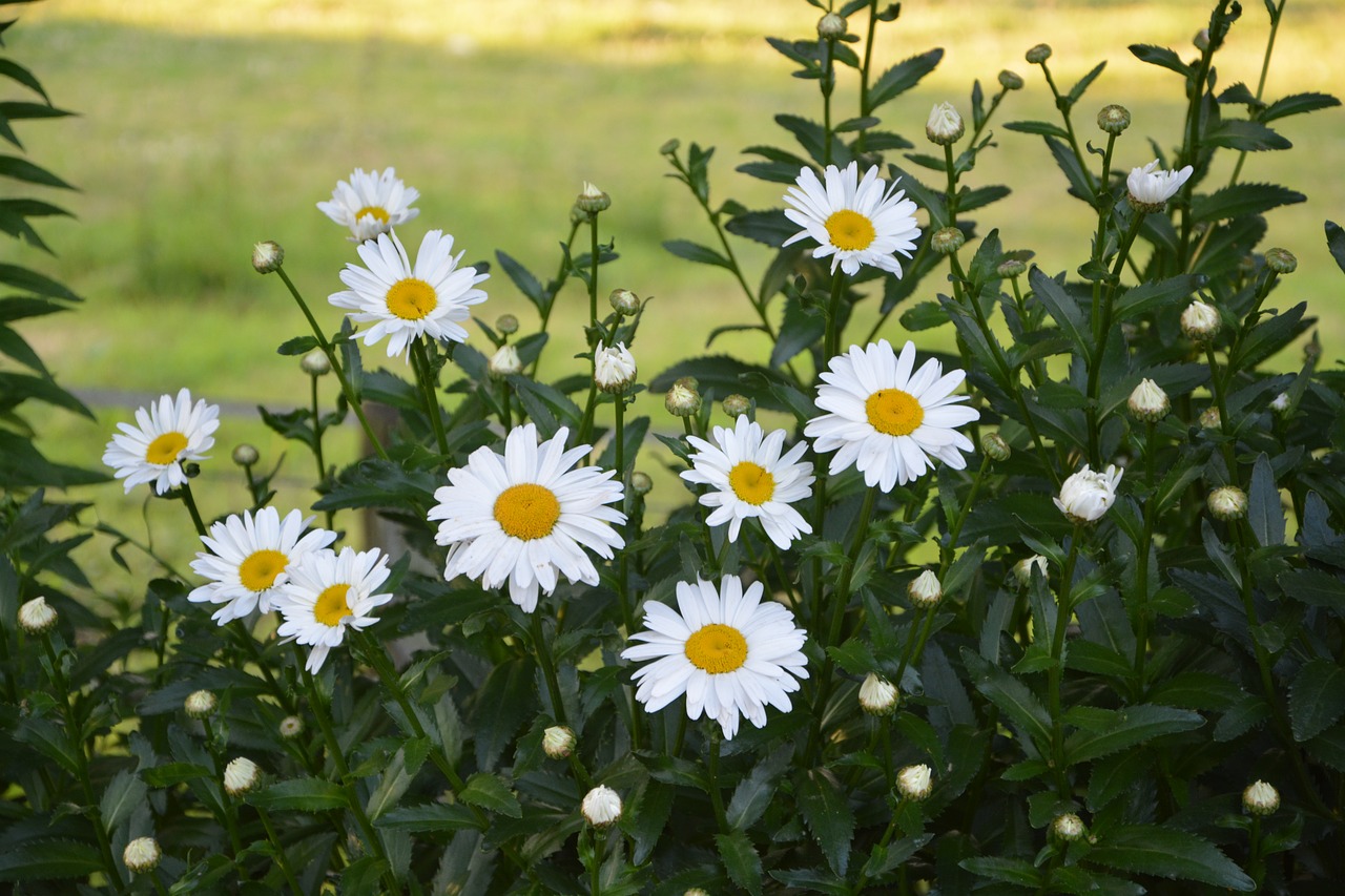 Image - daisies flowers white yellow