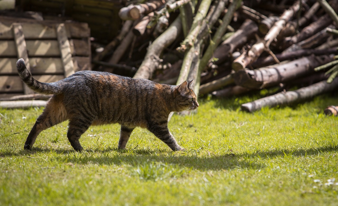 Image - cat hunting catch domestic cat