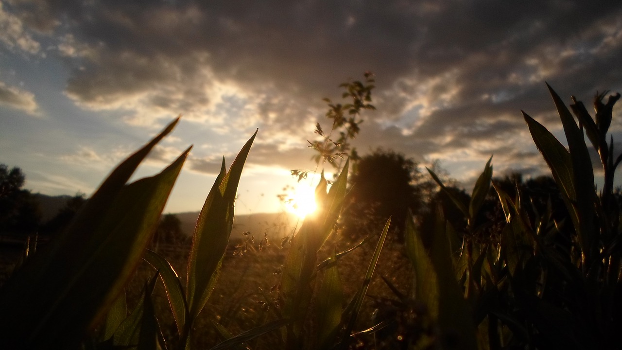 Image - nature nature photo plants sunset