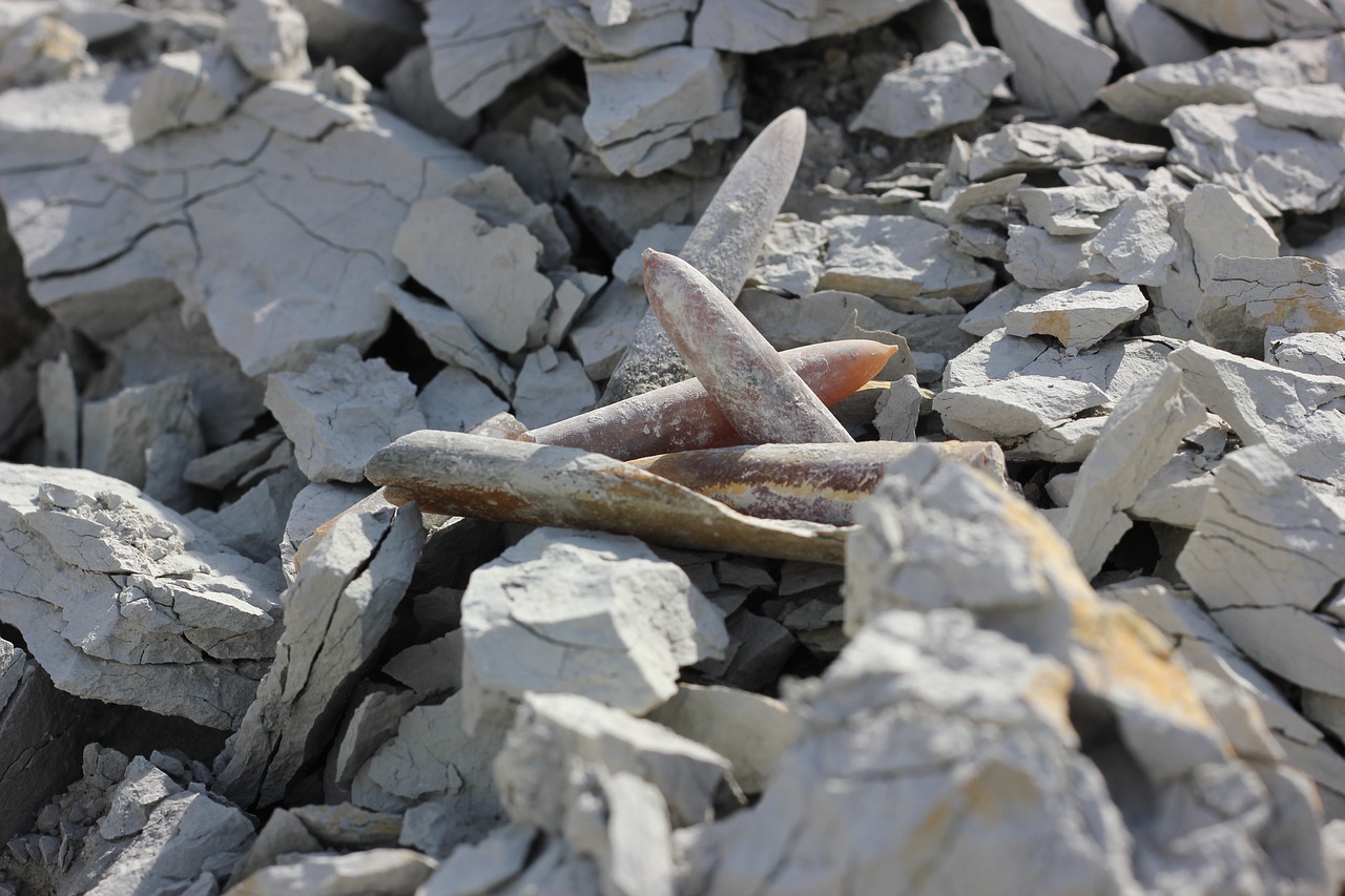 Image - fossils thunderbolt belemit