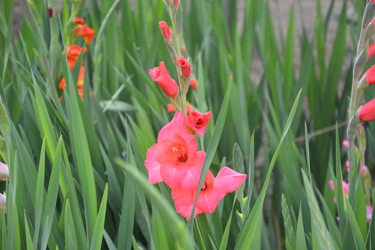 Image - glaeuïl flowers leaves pink