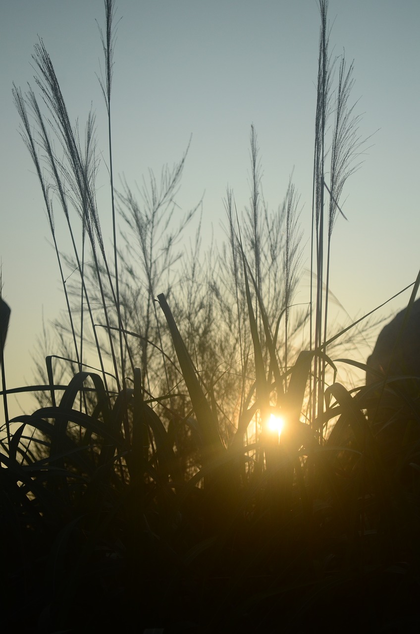 Image - sunrise reed grassland
