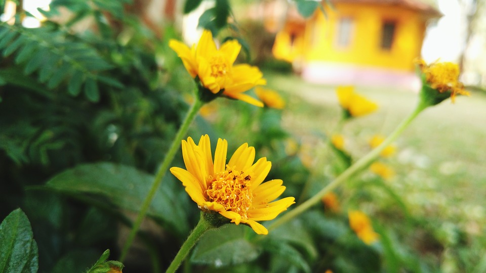 Image - flower yellow yellow flowers nature