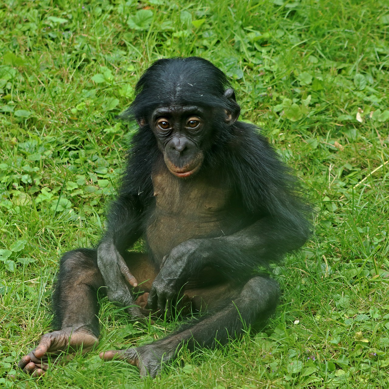 Image - bonobos ape primates animal