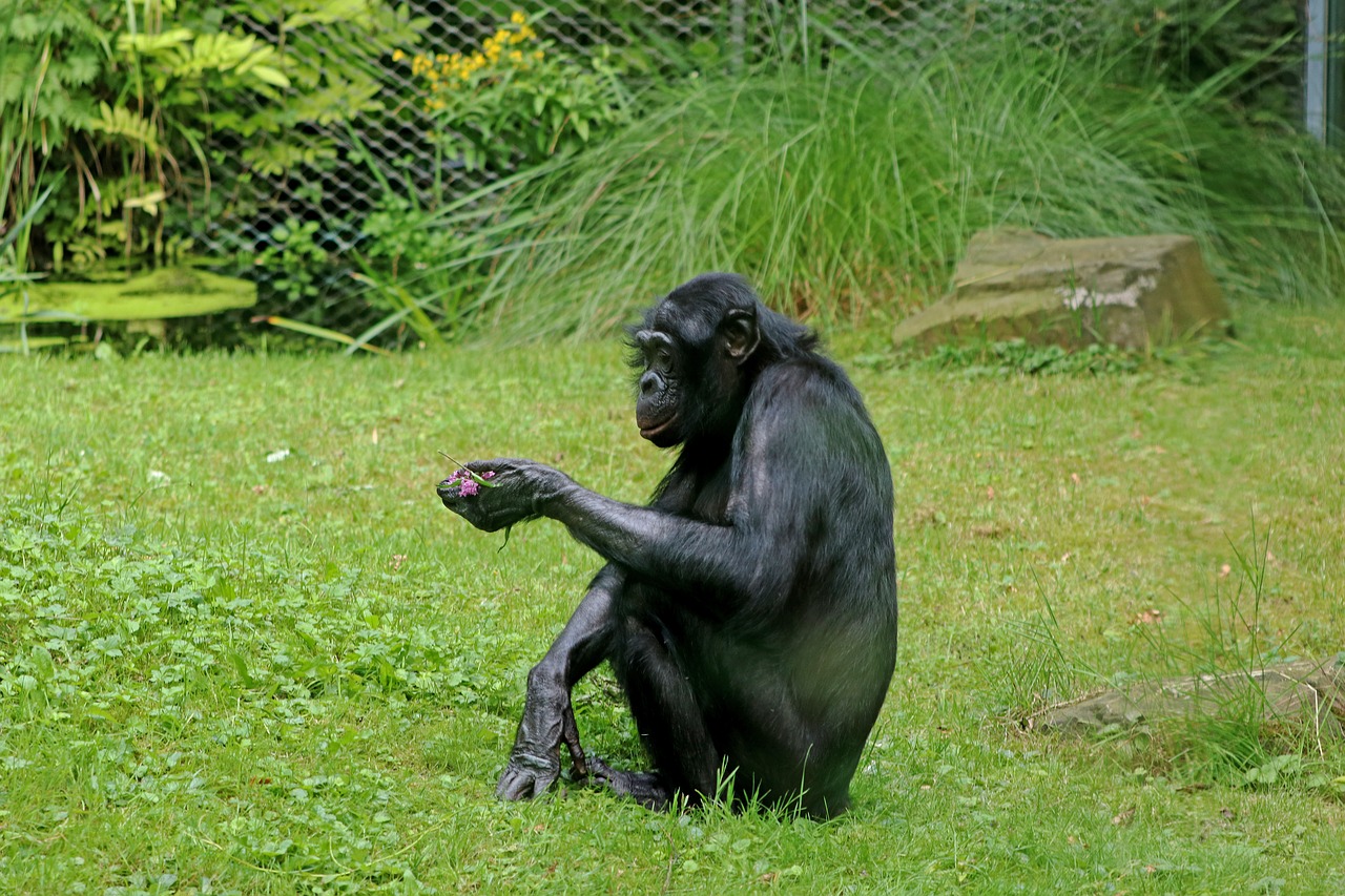 Image - bonobos ape primates animal