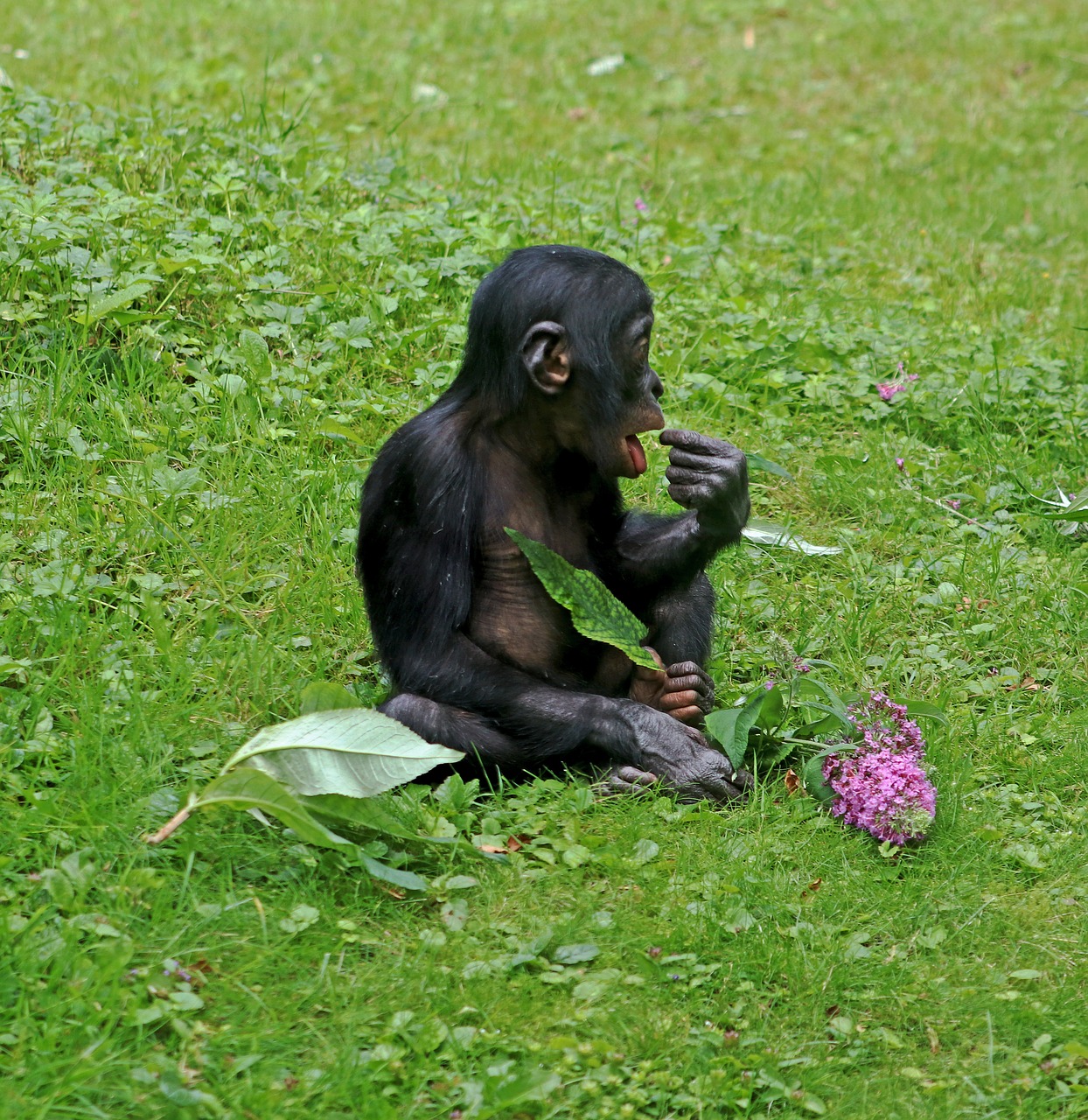 Image - bonobos ape primates animal