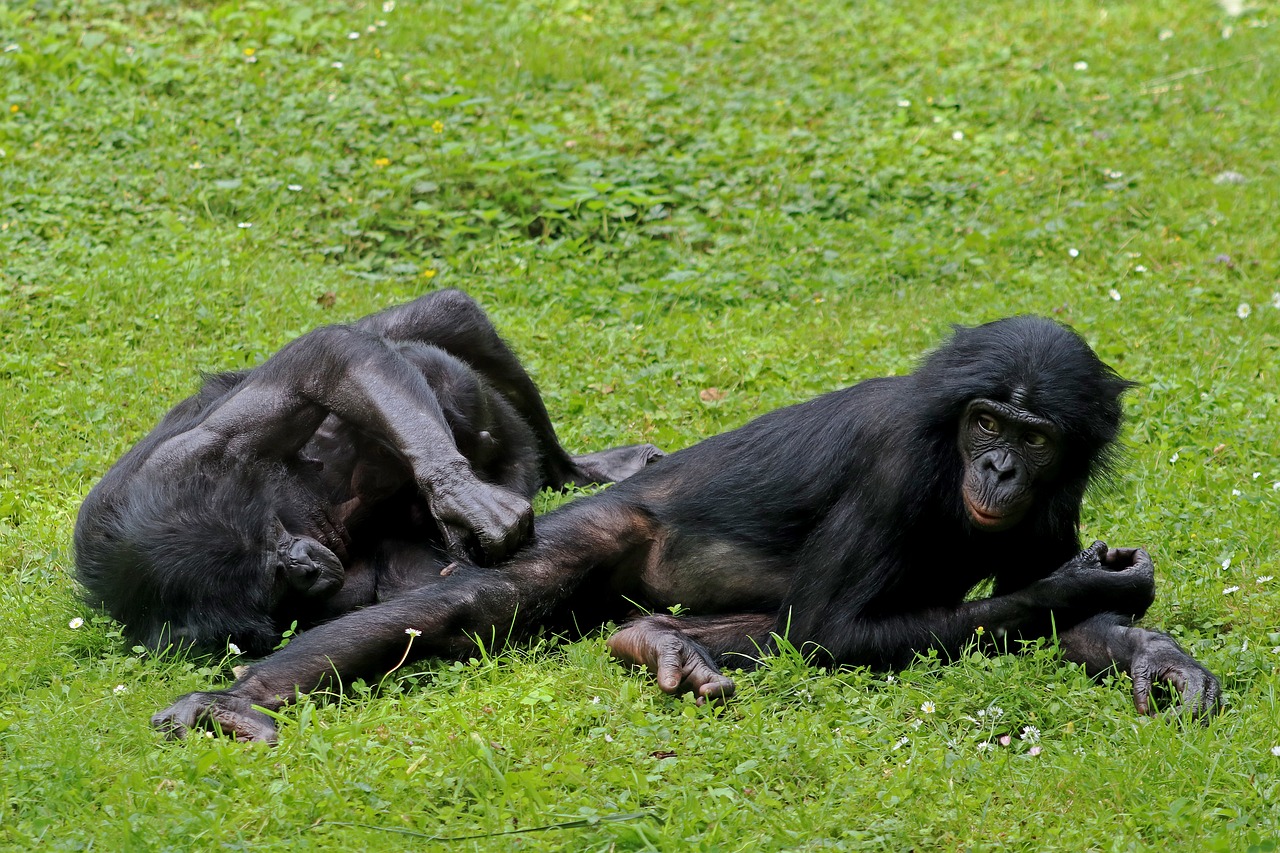 Image - bonobos ape primates animal