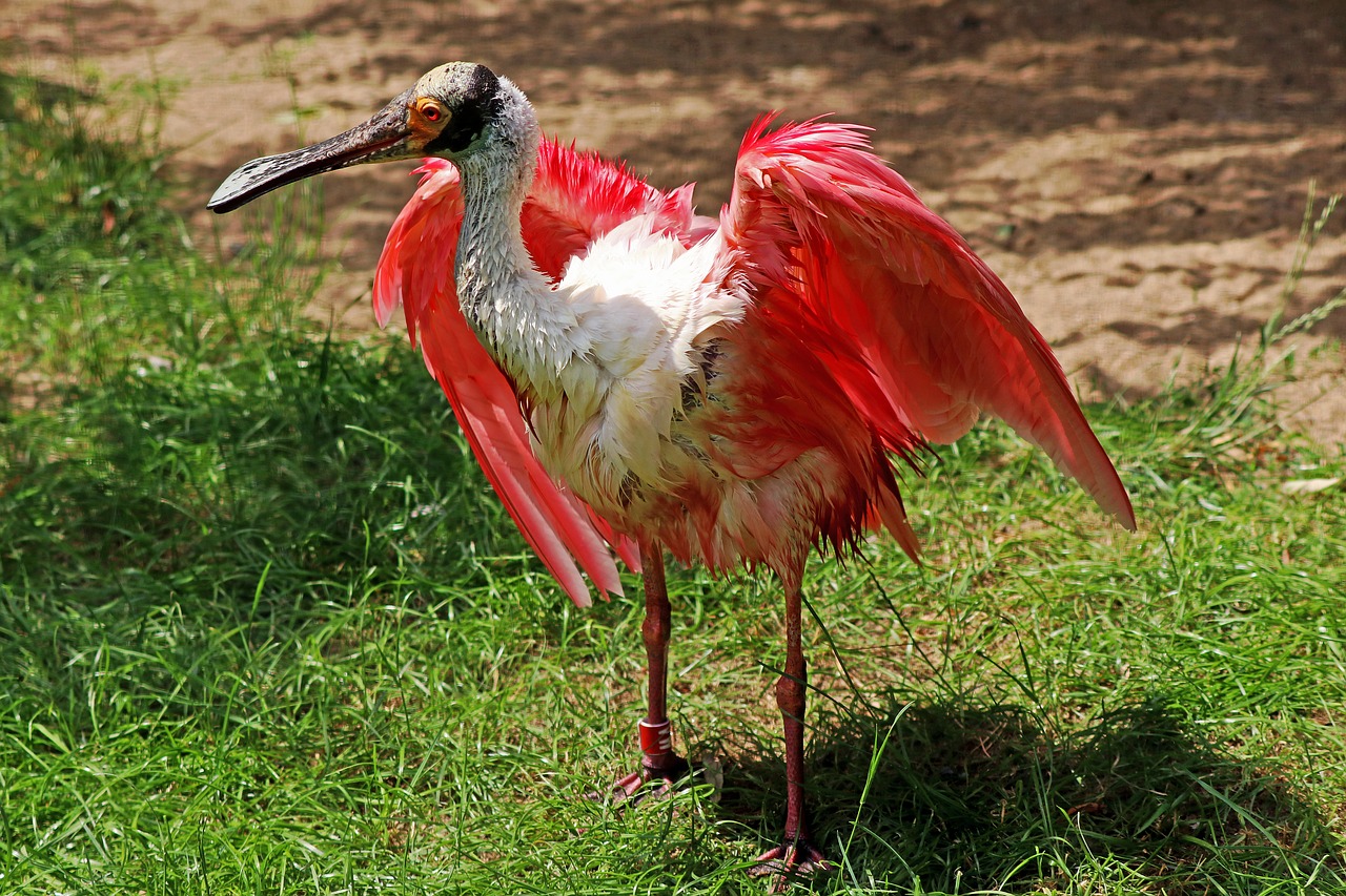 Image - bird spoon heron feather bill