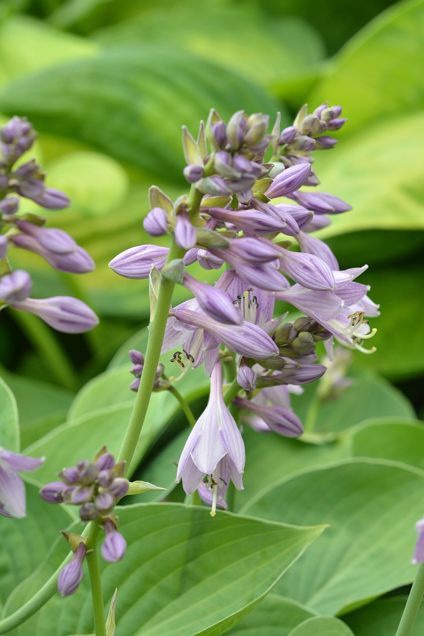 Image - hosta leaf studio funkie host