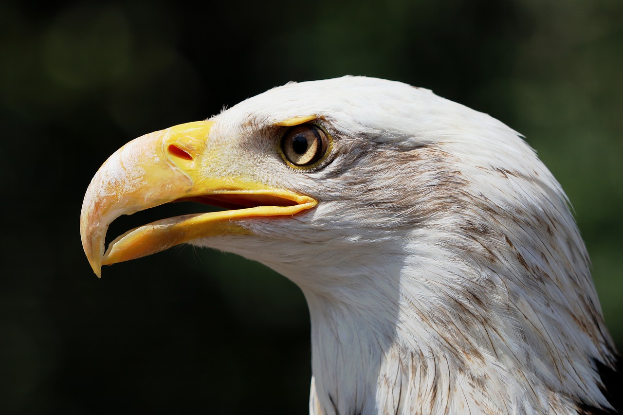 Image - adler white tailed eagle raptor