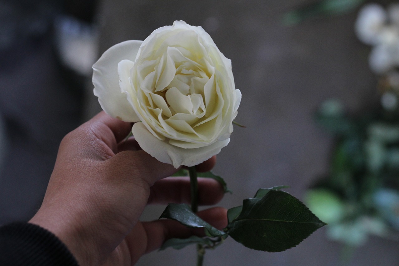 Image - rosa white delicate flowers