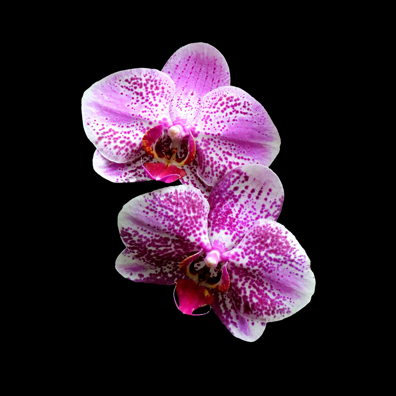 Image - orchids magenta pink purple flower
