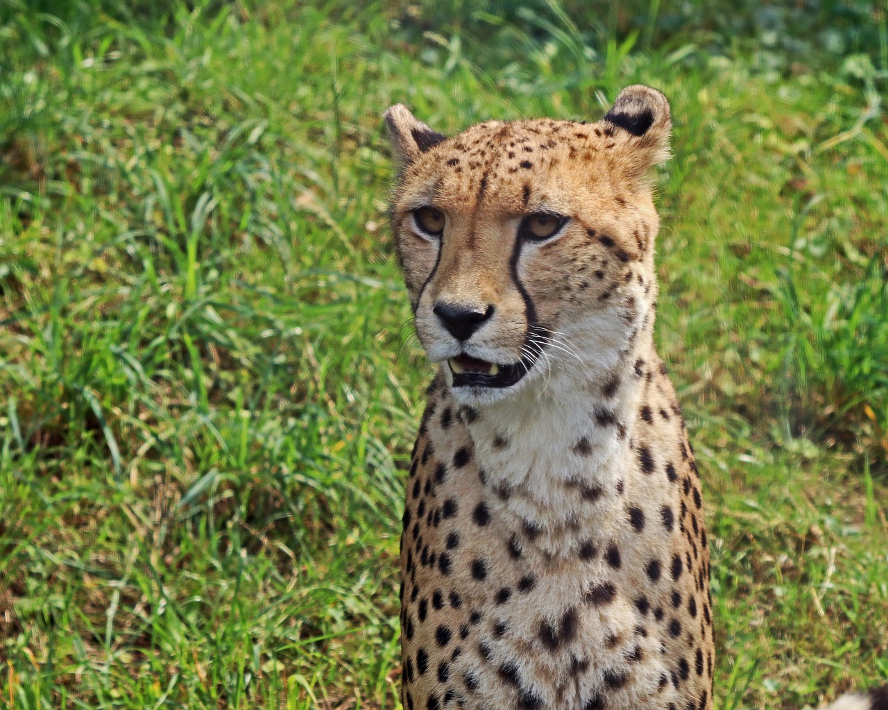 Image - leopard predator big cat cat