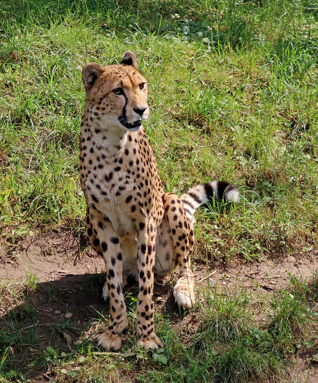 Image - leopard predator big cat cat