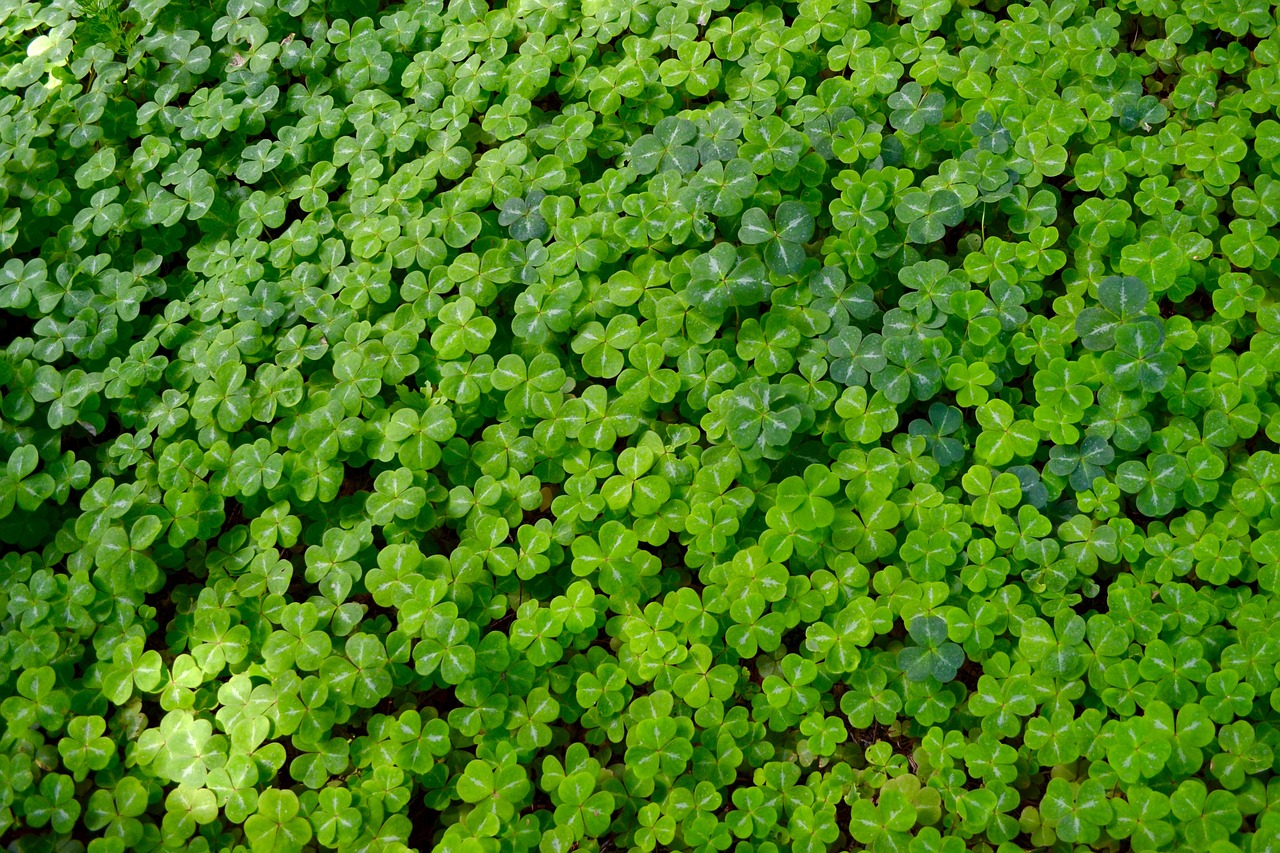 Image - clover good luck background green