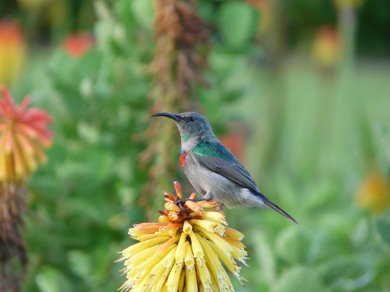 Image - paige park south africa