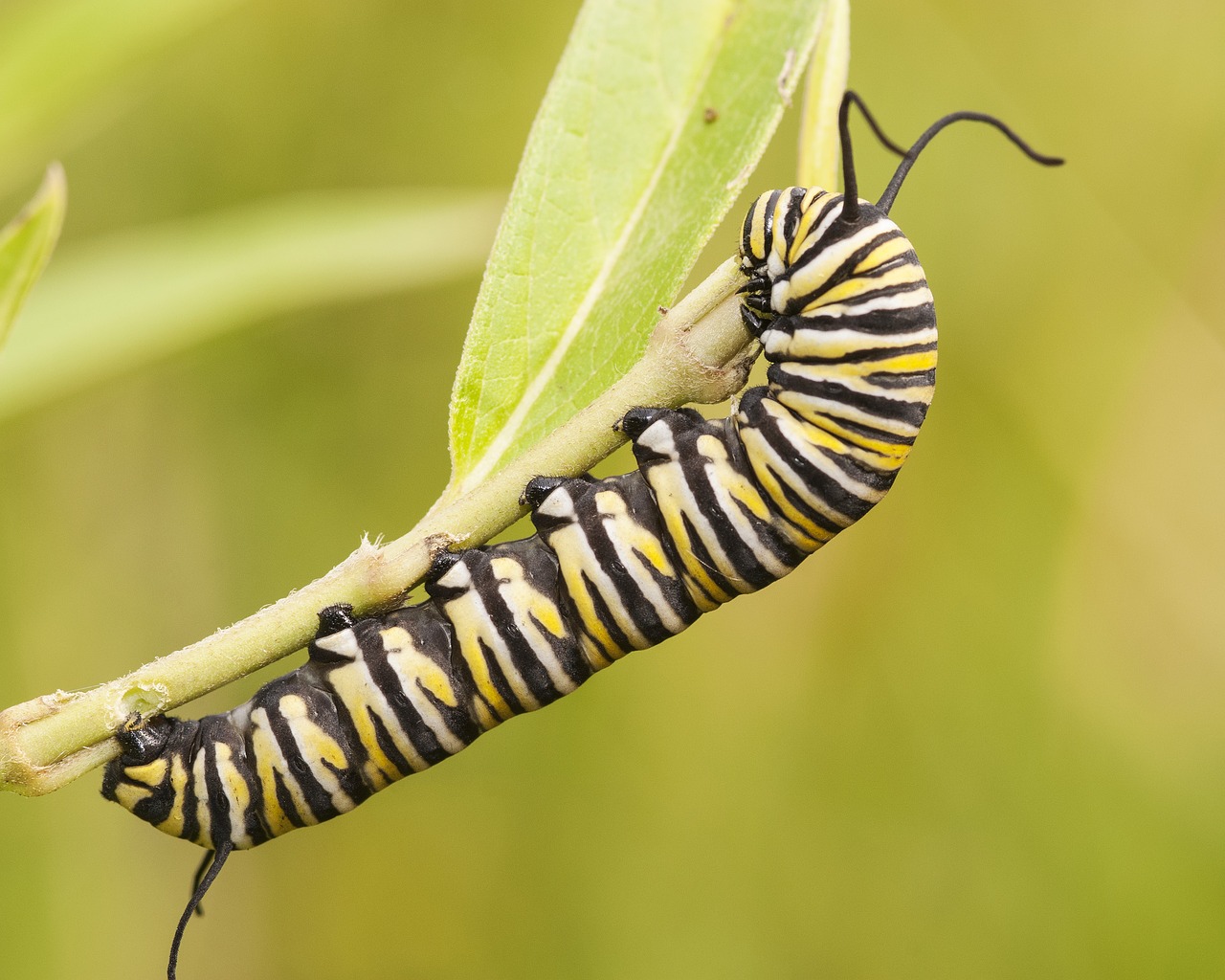 Image - monarch caterpillar monarch nature