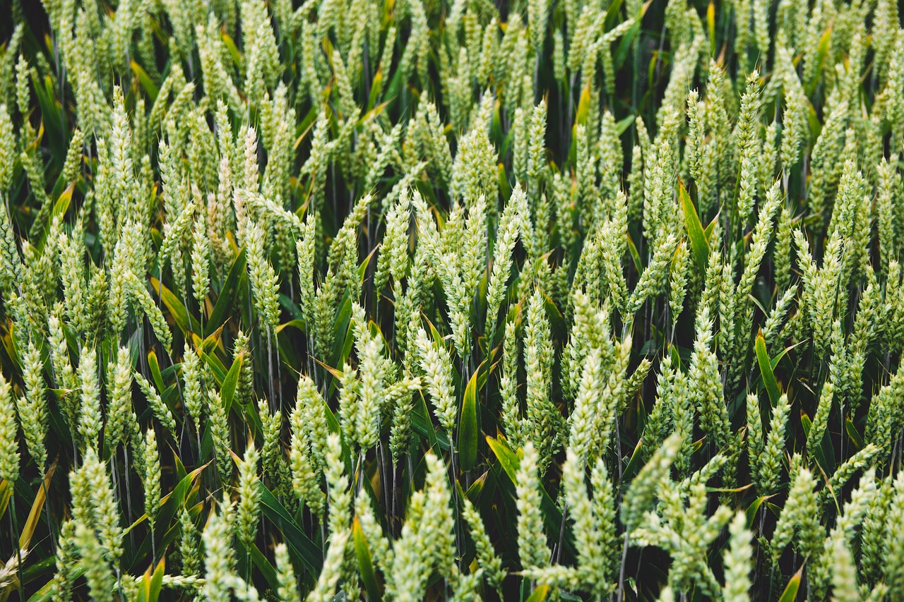 Image - barley bread cereal corn cornfield