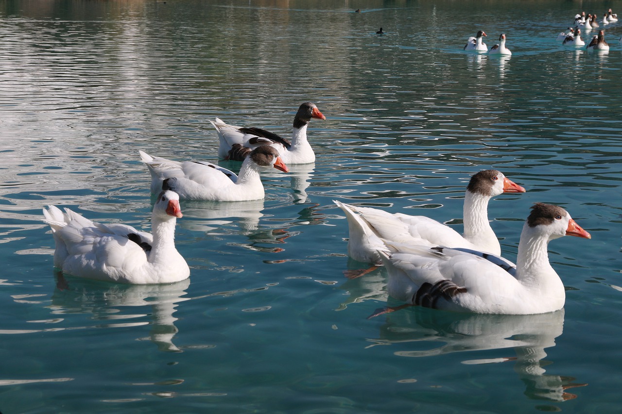 Image - duck marine bird animal peace