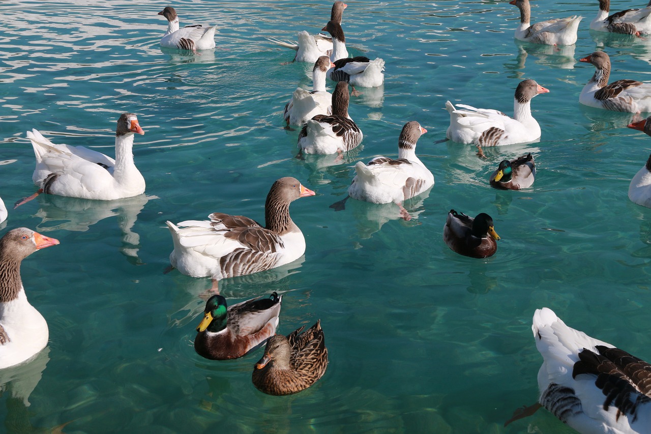 Image - duck marine bird animal peace