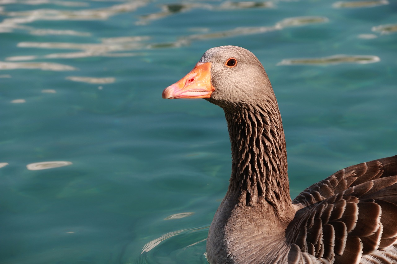 Image - duck marine bird animal peace