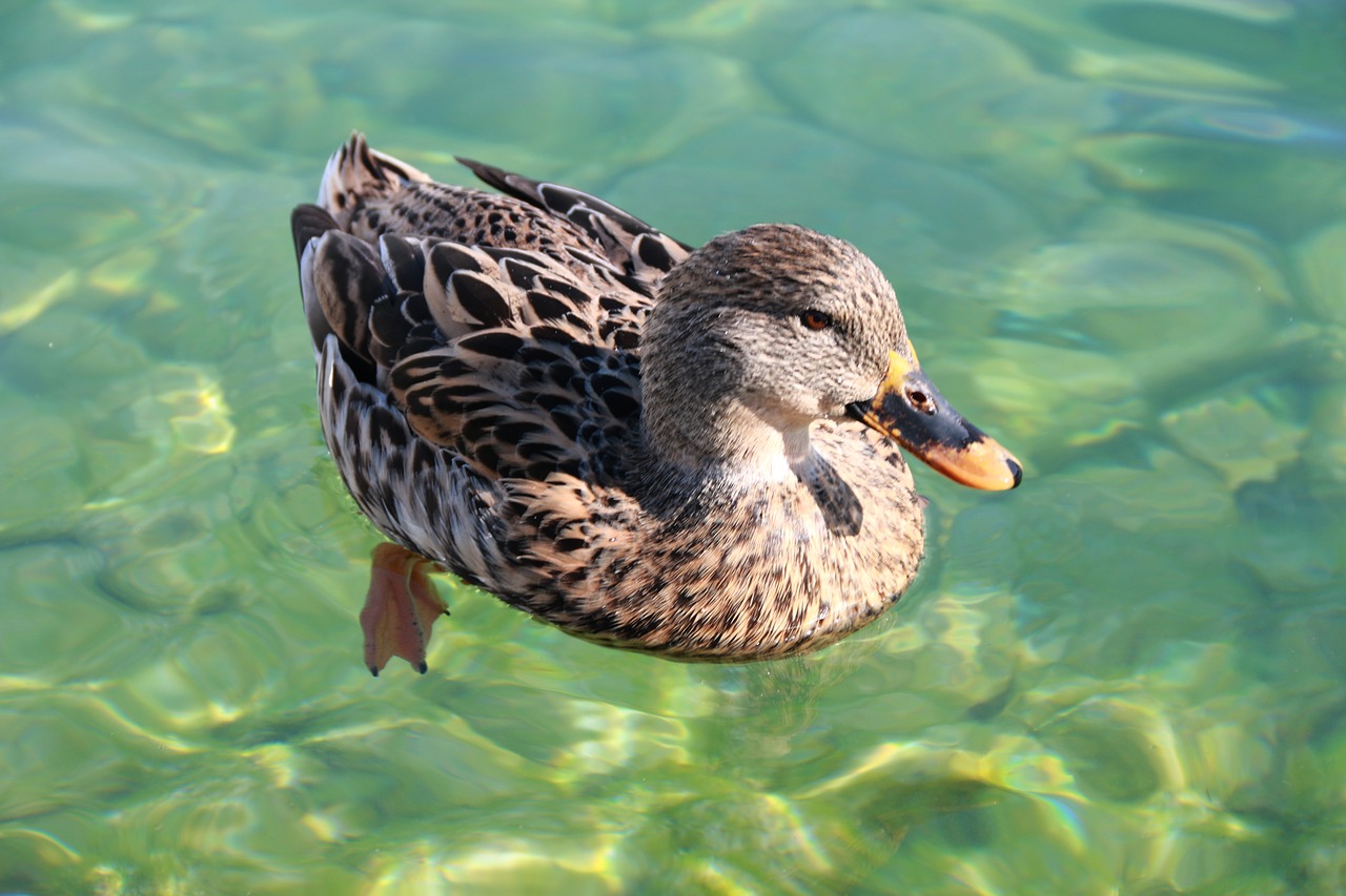 Image - duck marine bird animal peace