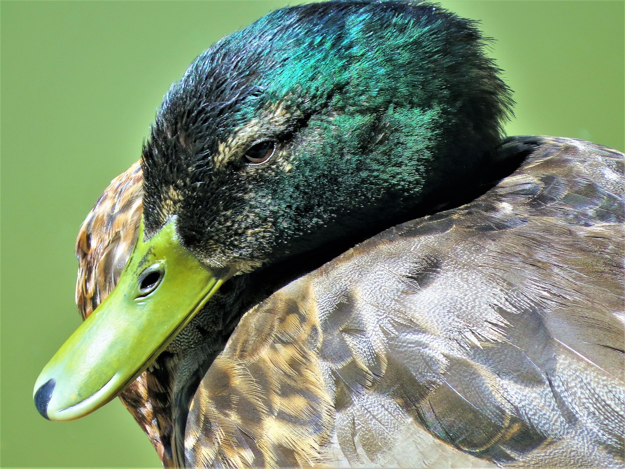 Image - duck wild emerald brown close up