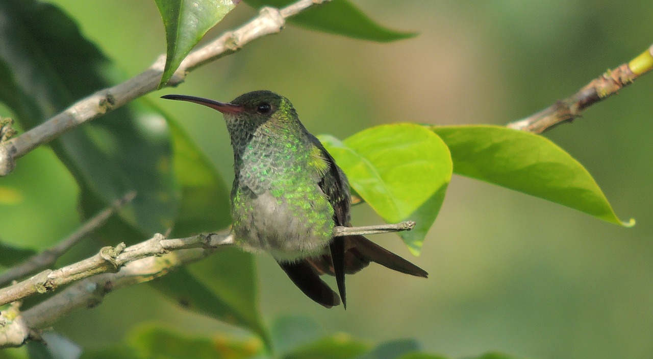 Image - images armenia quindio varied