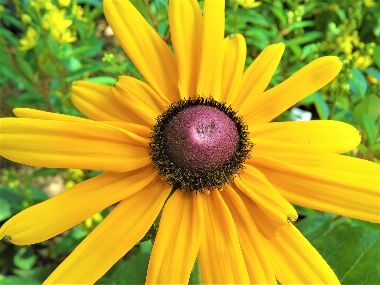 Image - flower daisy yellow brown green