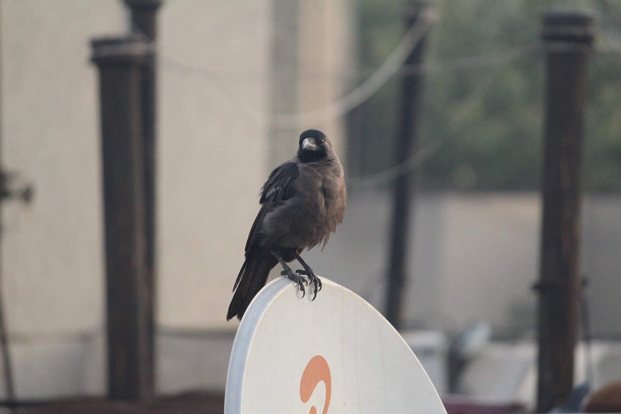 Image - crow grey necked house crow