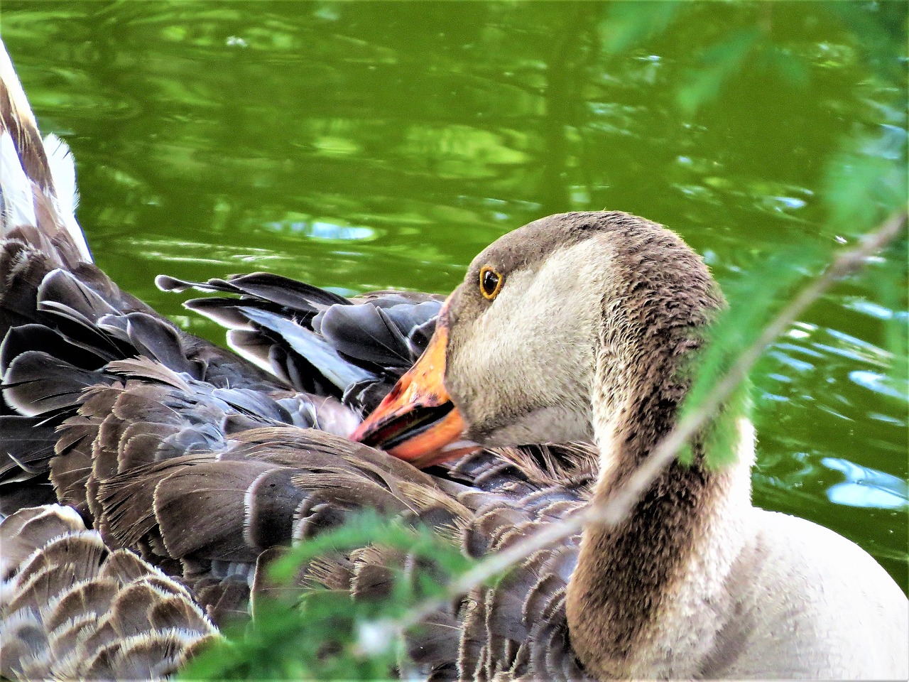 Image - water fowl close up colorful wild