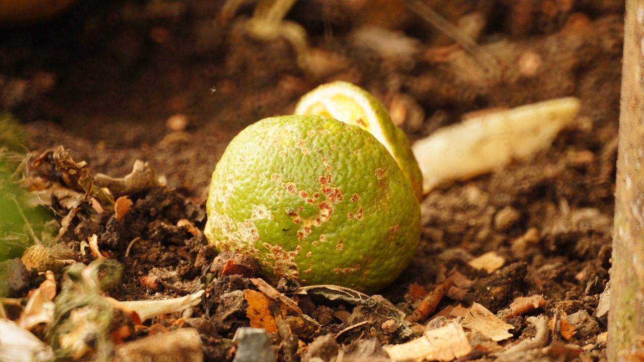 Image - images armenia quindio varied