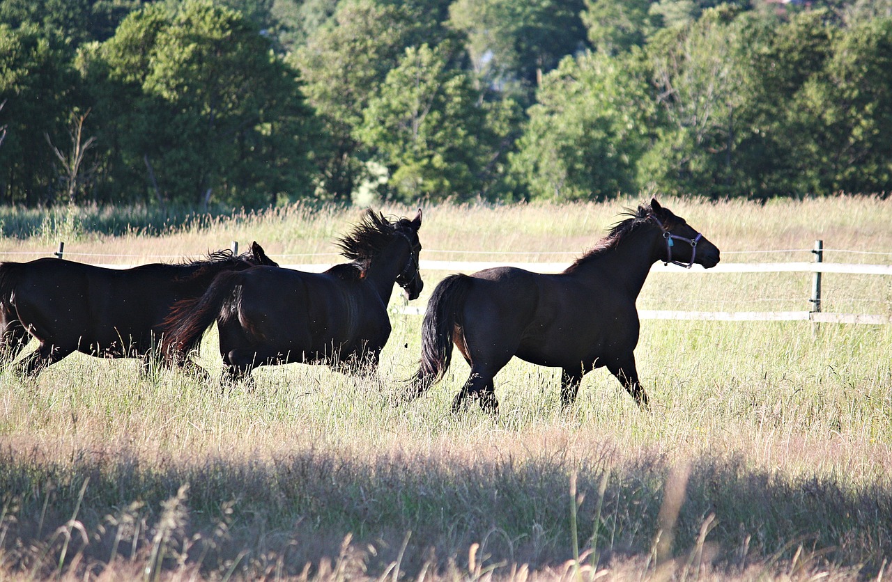 Image - horses hage summer bed
