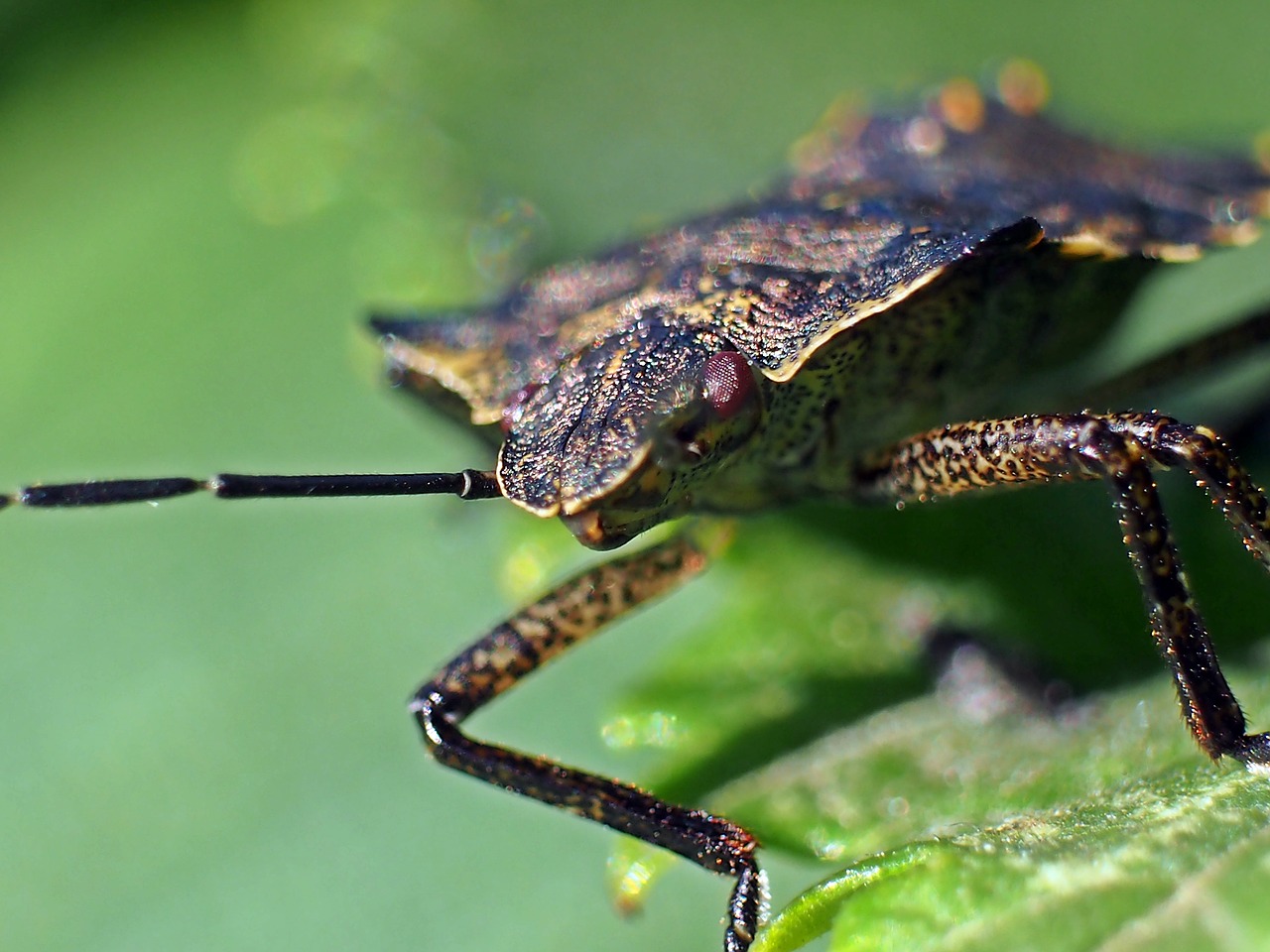 Image - insect bärfis beetle macro nature