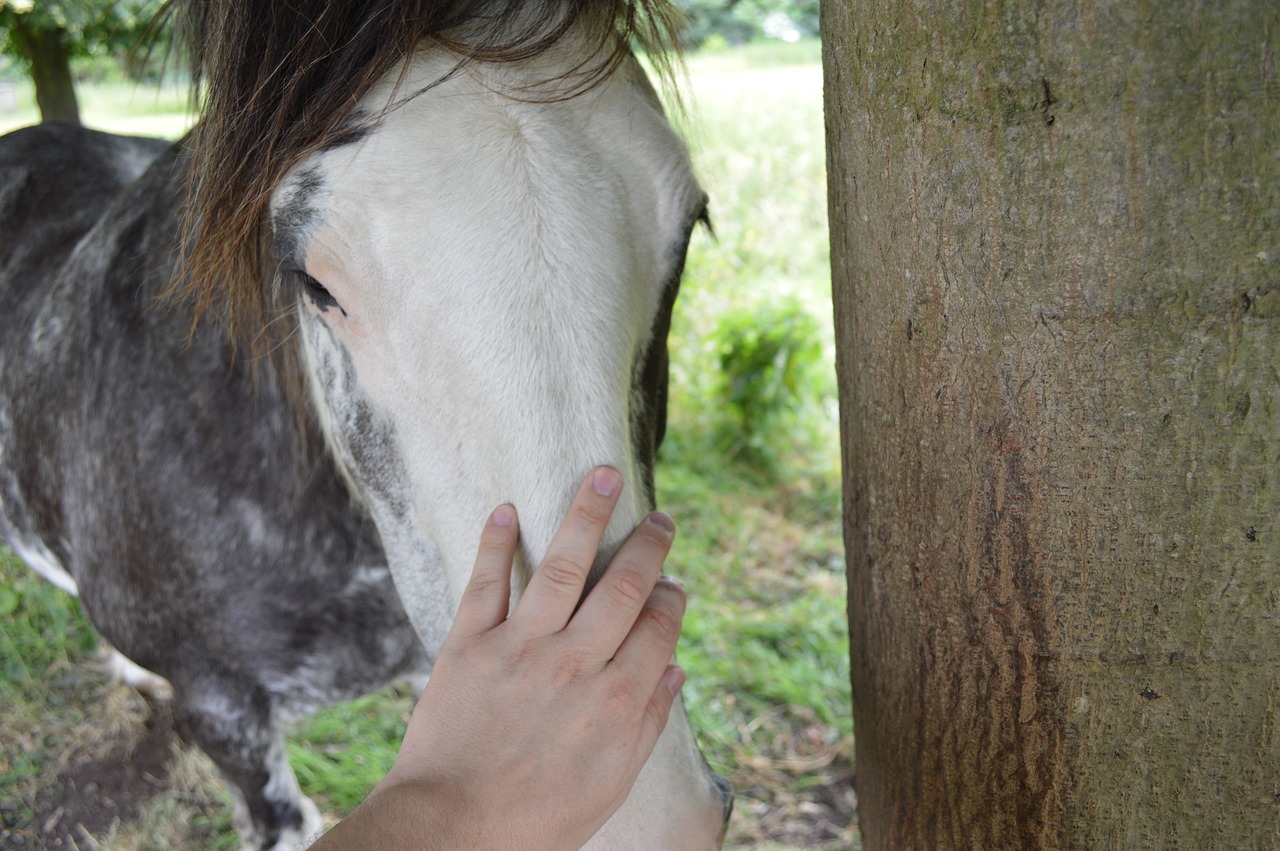 Image - horse caring love nature